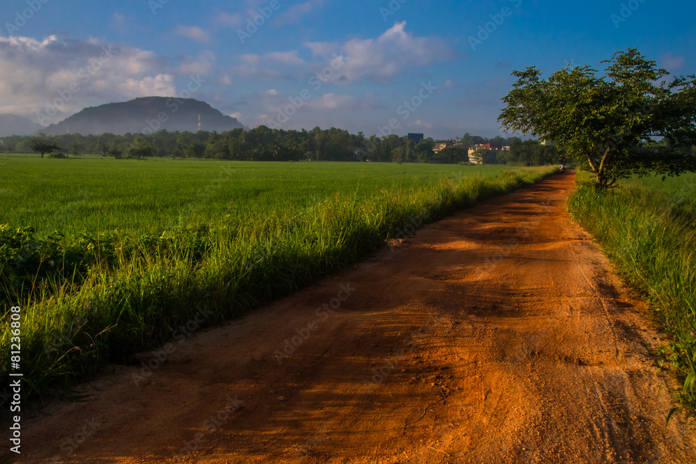 Obraz premium path between rice fields in Sri Lanka, on background mountain
