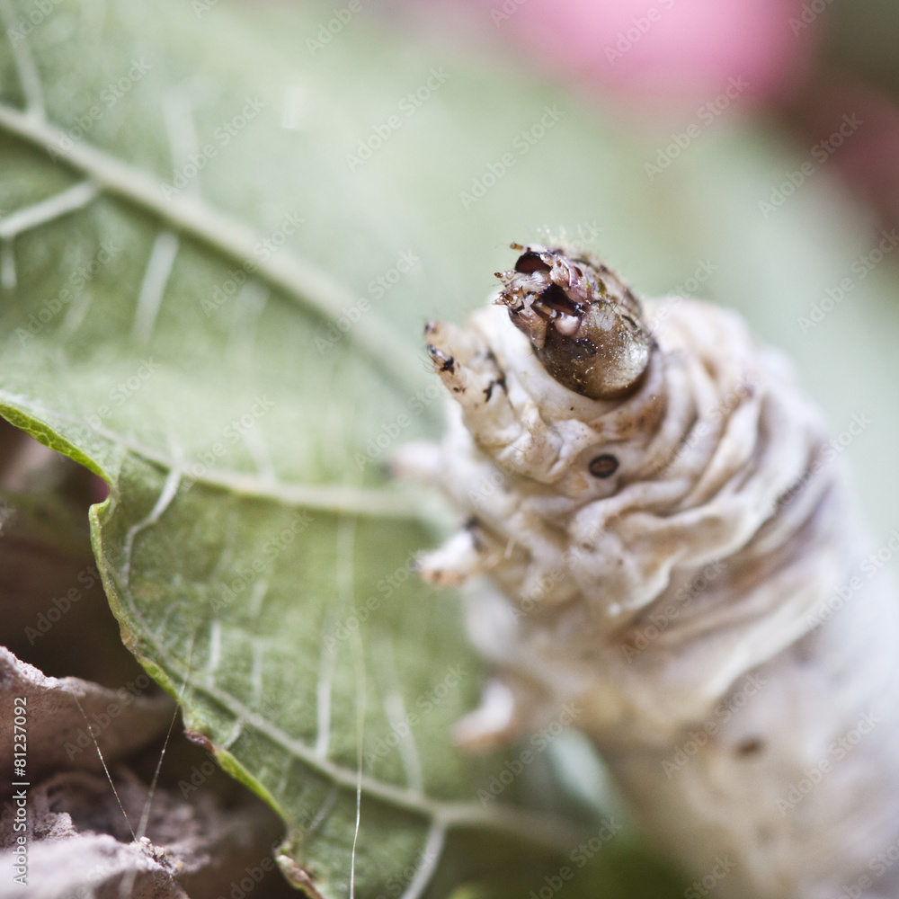 Fototapeta premium silkworm walking in the mulberry green leaf