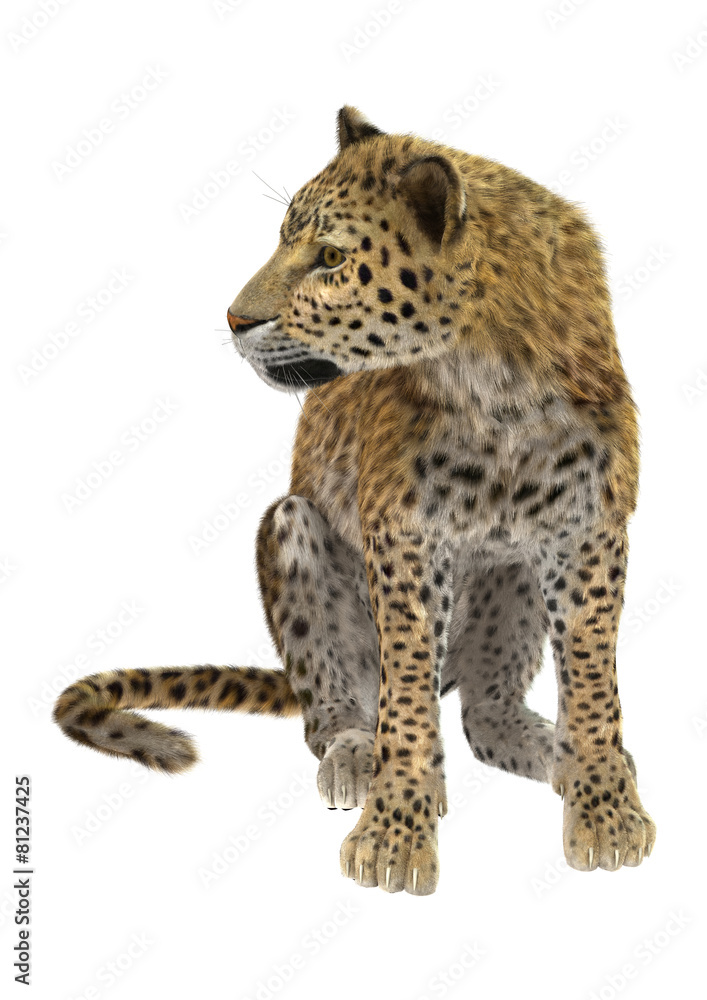 Leopard