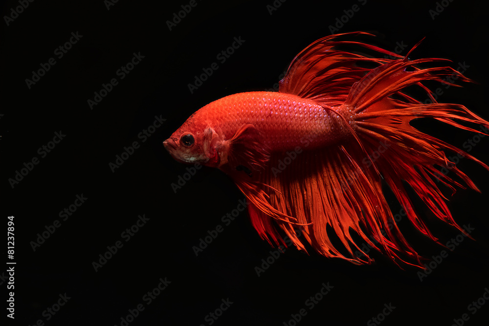 Fototapeta premium siamese fighting fish