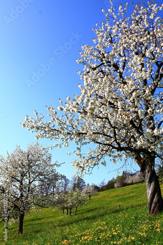 Kirschblütenzeit in Fraxern