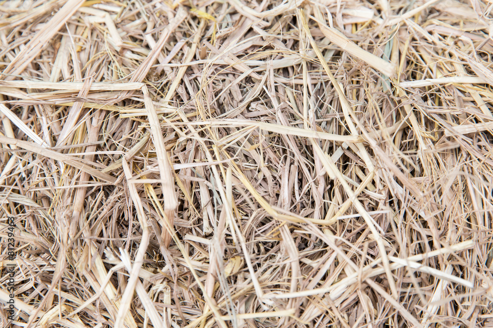 dry grass or hay texture