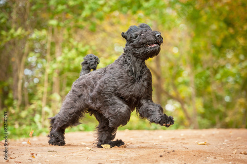 Black russian terrier running in autumn