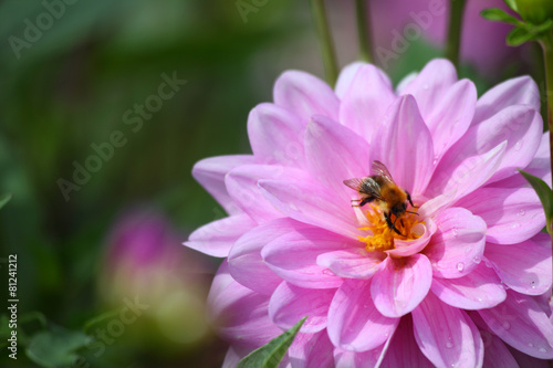 Biene auf die Blume