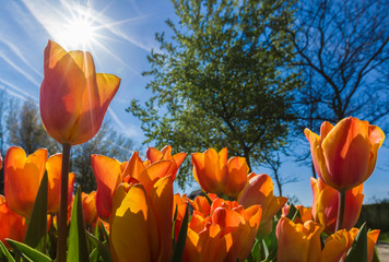 Wandcirkels Tulp Hollands tulpenveld in het voorjaar  © johanelzenga