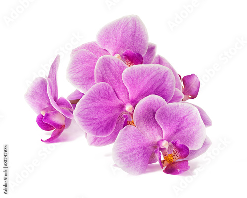 Branch of orchid flowers isolated on white