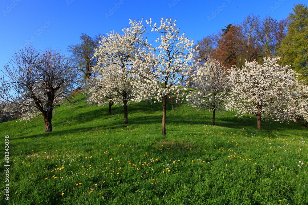 Naklejka premium Kirschbaumgarten