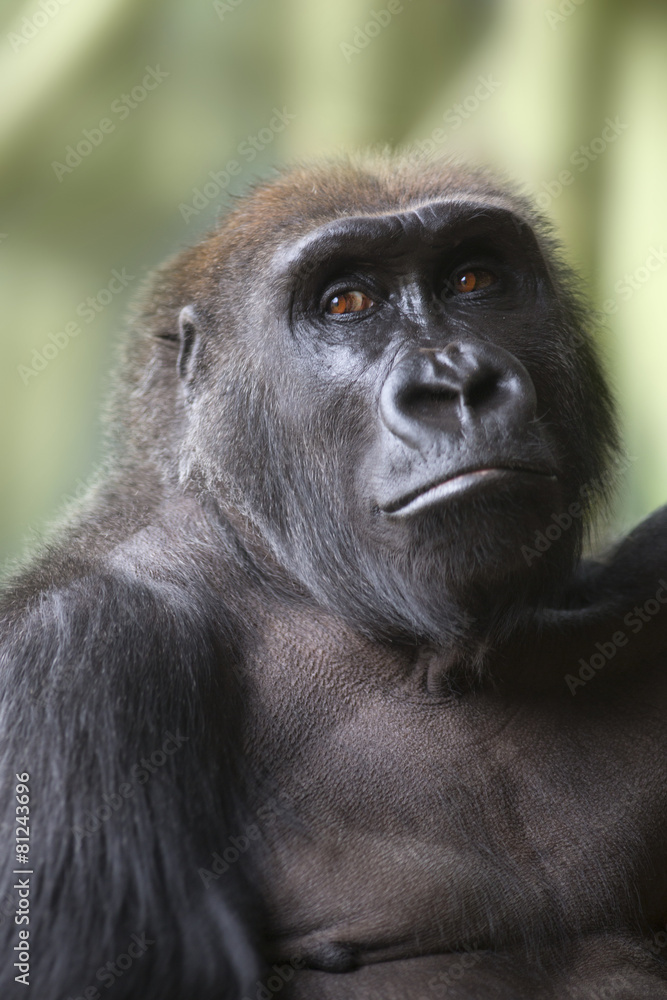 Close up portrait of gorilla ape Close up portrait of gorilla ape