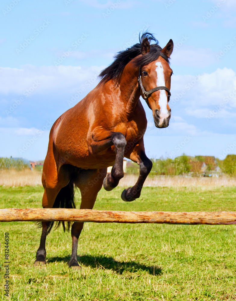 Fototapeta premium Bay horse jumping over a hurdle riderless