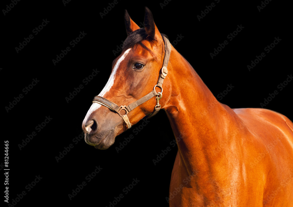 Fototapeta premium Portrait of bay horse on a black background