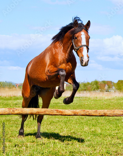 Bay horse jumping over a hurdle riderless