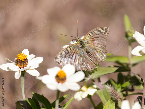 butterfly on a flower in nature © schankz