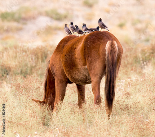 Bird on a horse photo