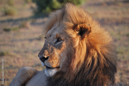 Leon lying on the Masai Mara national park  Africa 