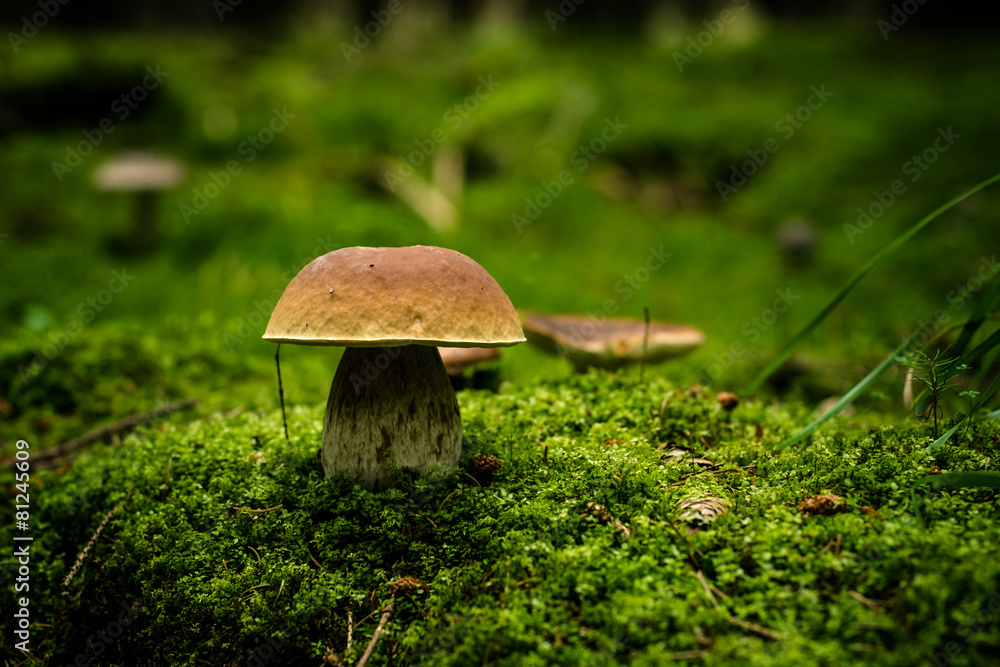 Fototapeta premium Grzyb Porcini - gleba leśna