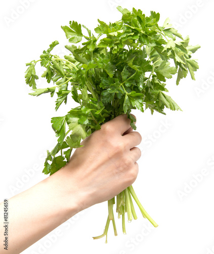 parsley in a hand on a white background