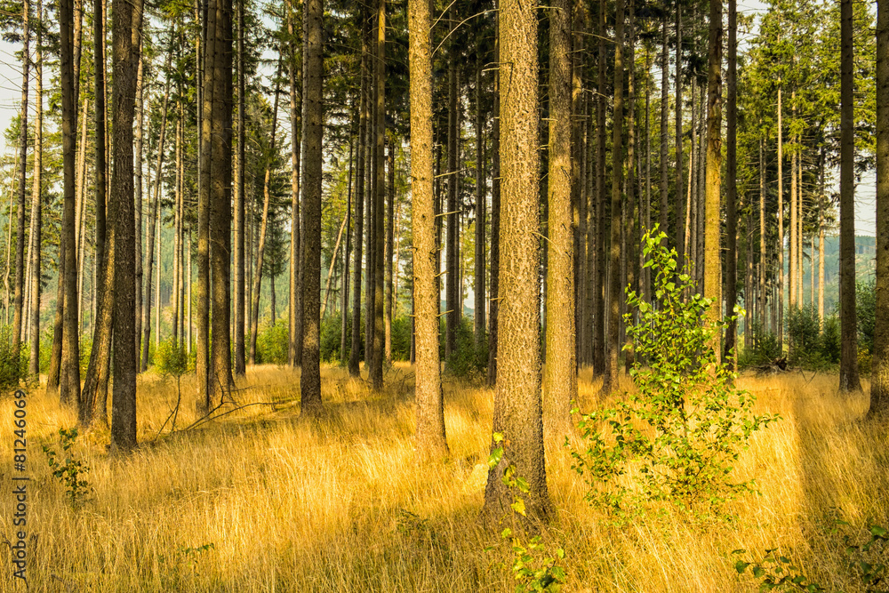 Herbststimmung im Wald