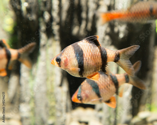 fish in an aquarium