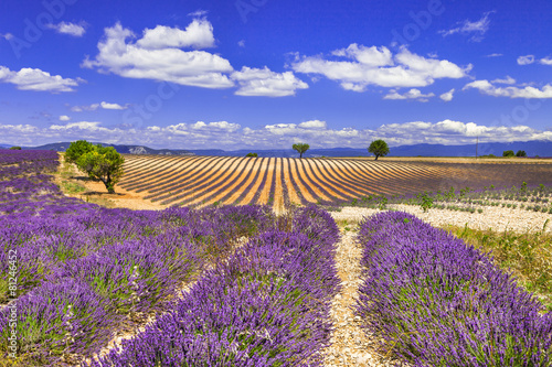 Fototapeta Naklejka Na Ścianę i Meble -  violet rows of blooming lavander in Provence