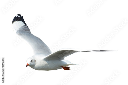 Seagull isolated on white