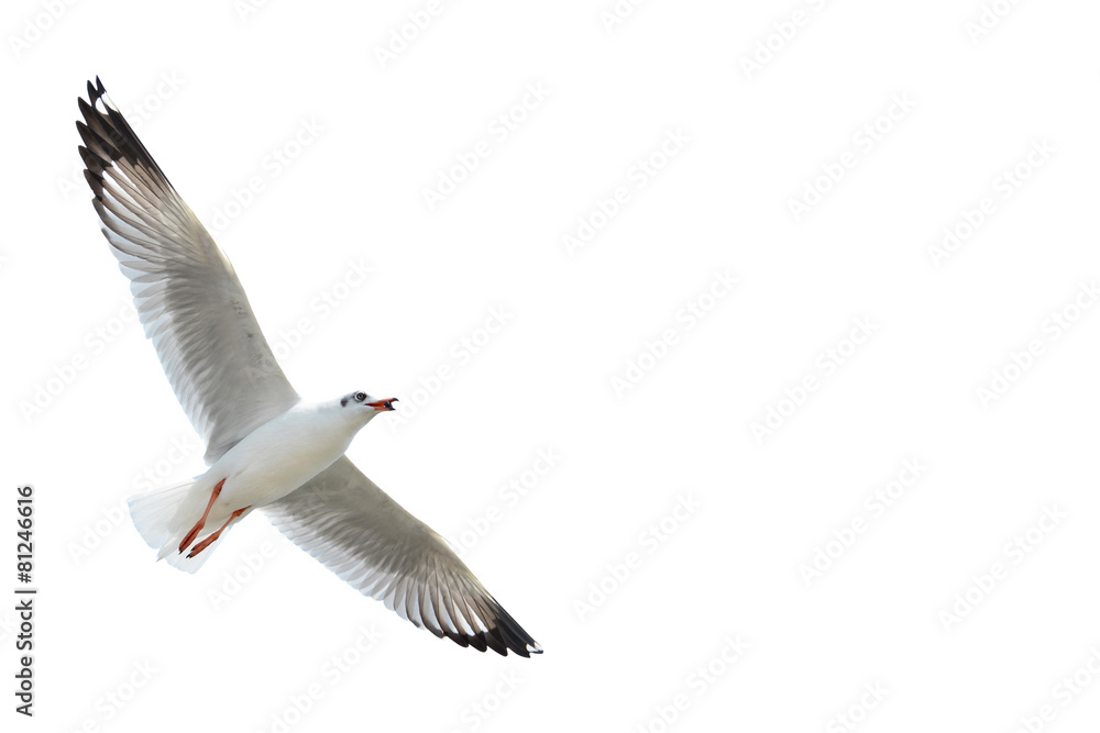 Fototapeta premium Seagull odizolowywający na bielu