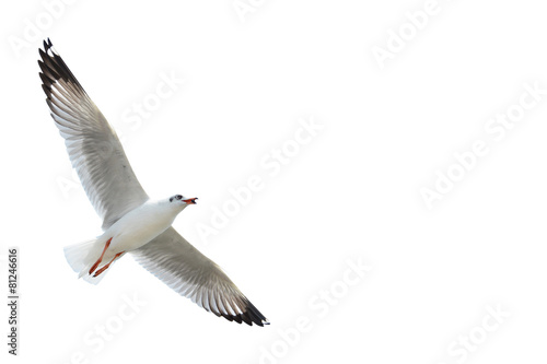 Fototapeta Seagull isolated on white