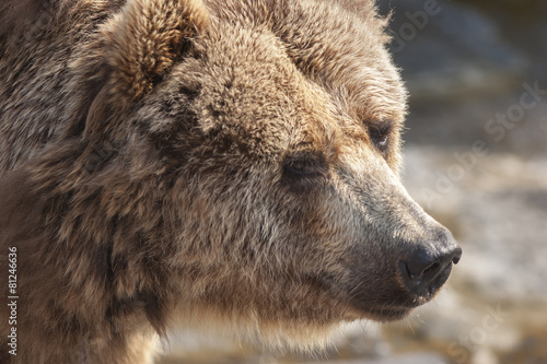 Wallpaper Mural bear in the forest Torontodigital.ca