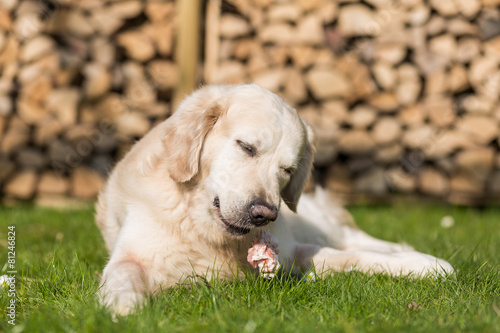 Hund isst Kalbsbrustbein