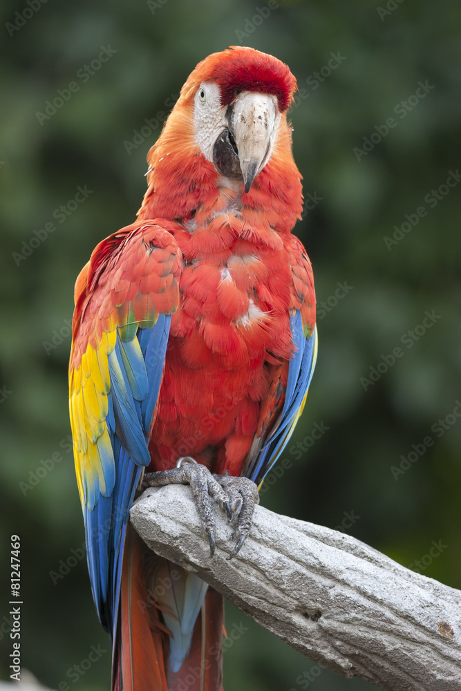 Obraz premium ara macaw parrot on its perch