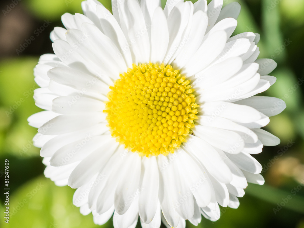 Fototapeta premium White Daisy Flower In Spring Macro