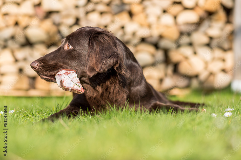Hund isst Kalbsbrustbein