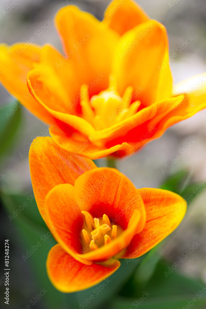 Orange Tulips Orange Tulips