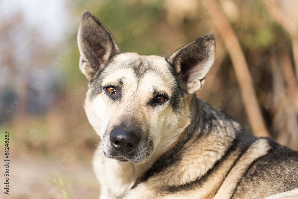 Obraz premium Dog Outdoors