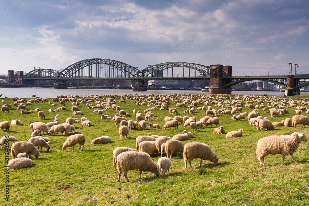 Fototapeta premium Schafherde in den Rheinauen
