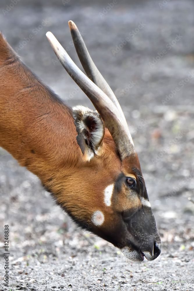 Naklejka premium Bongo (Tragelaphus eurycerus)