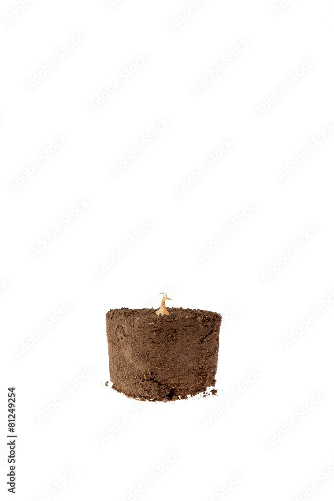 Naklejka premium Bulb growing in dirt 