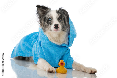 Obraz na plátně Hund im Bademantel