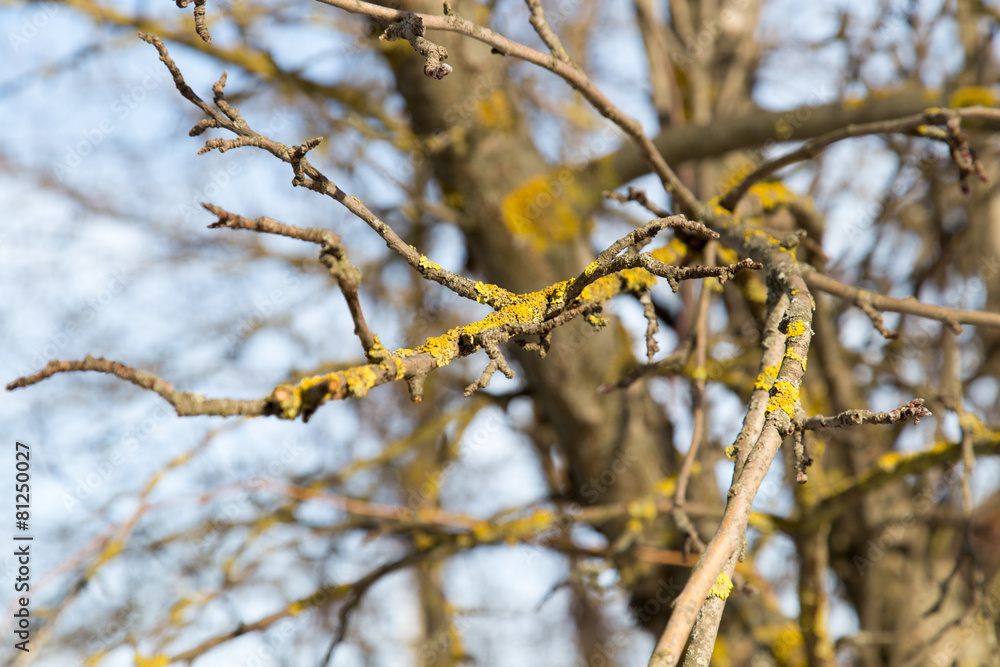 Yellow moss on a tree branch