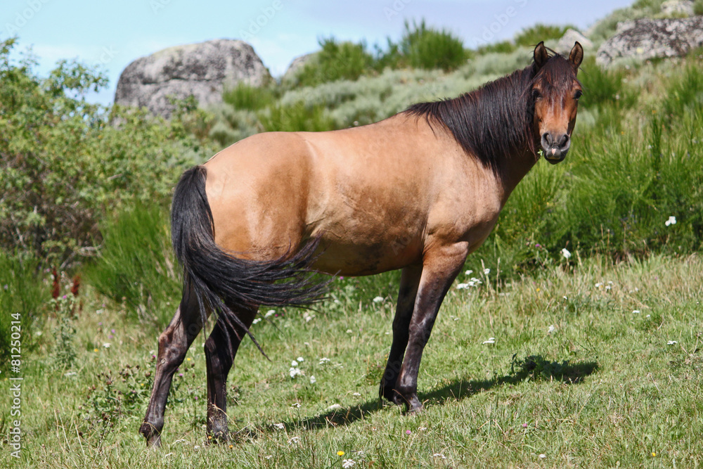 Fototapeta premium Cheval Quarter Horse en liberté