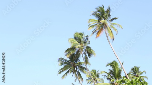 Wallpaper Mural View of the palm trees flowing in the wind in Mirissa, Sri Lanka. Torontodigital.ca