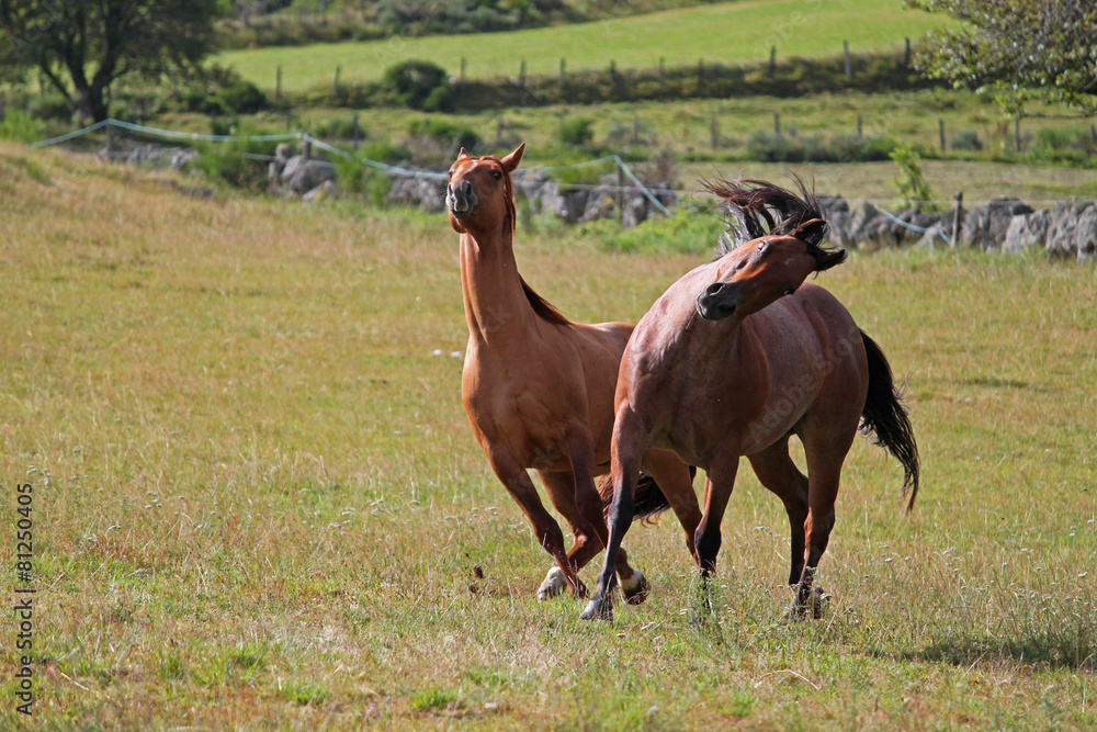 Fototapeta premium Chevaux Quarter Horse en liberté