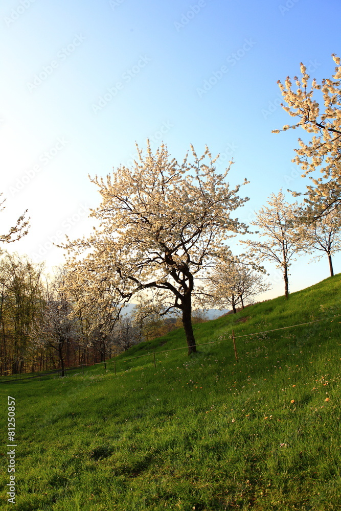 Kirschbaumgarten bei Fraxen