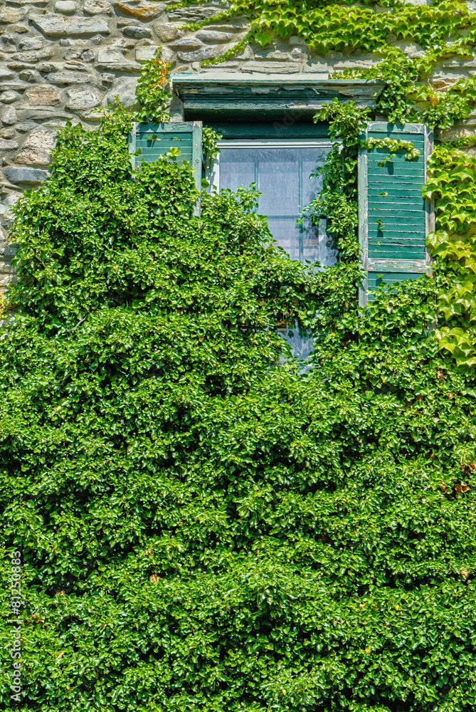 Overgrown Green Ivy Covering Old Dilapidated Window