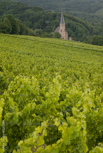 Vineyards in Alsace. Andlau.France photo