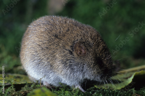 arvicola mammifero fauna selvatica photo