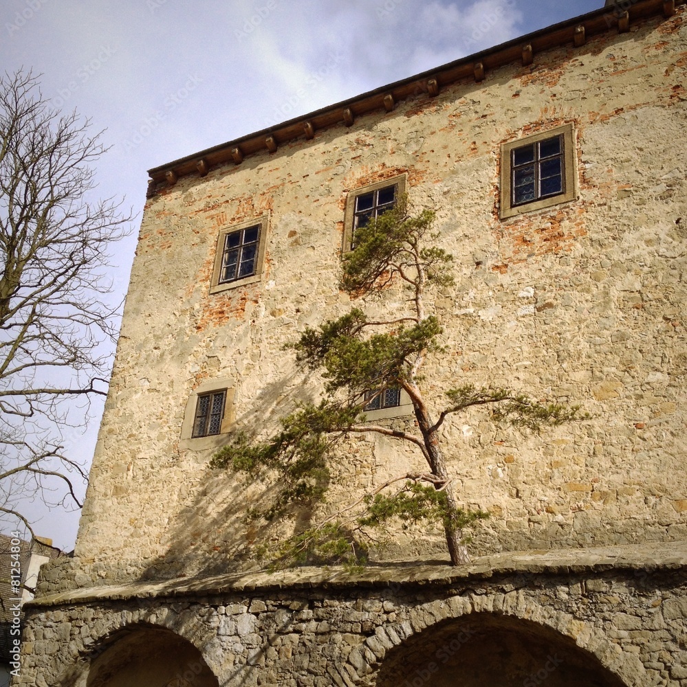 tree is growing from the wall of old castle
