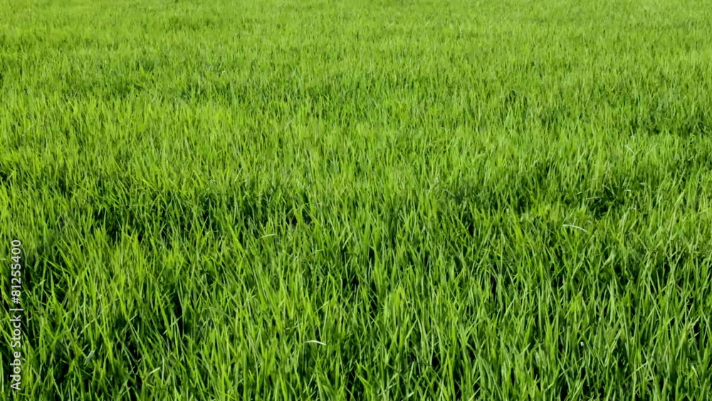 Grass rice in wind Grass rice in wind