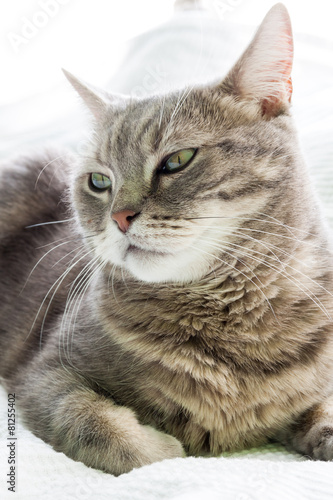 European shorthair cat portrait, closeup and white background
