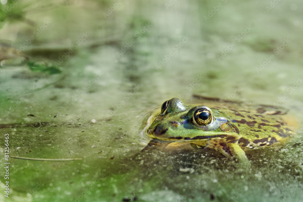 Obraz premium water frog in the water