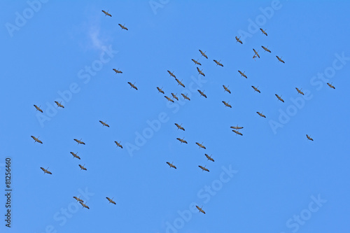 Tela flock of flying cranes in the blue sky